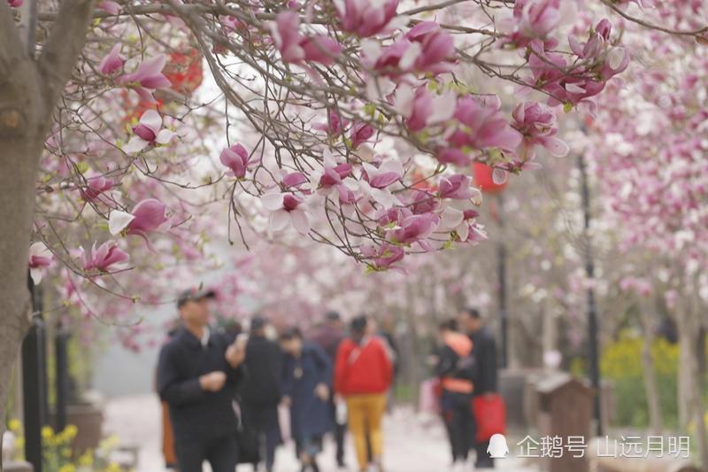 河南省许昌市,鄢陵,樱花,樱花园,河南