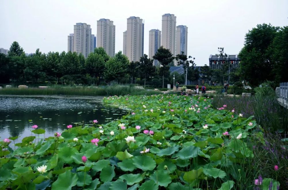 南水北调生态文化公园,熊儿河,七里河等滨河绿地内已建成绿道83