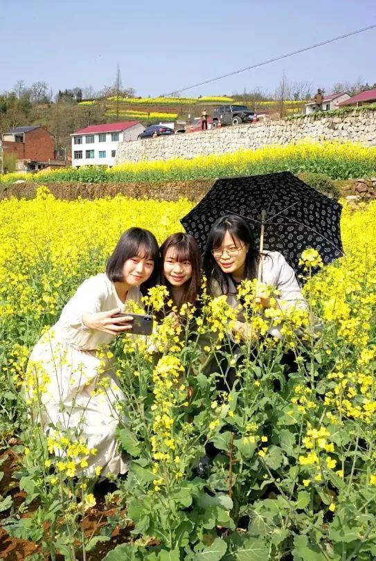 新昌,绍兴,金山,东茗乡,油菜花,梯田