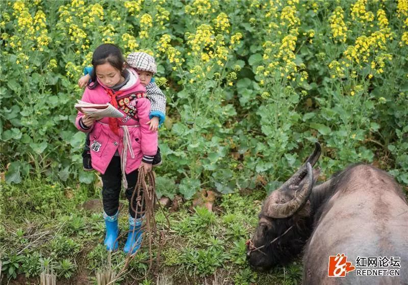 边放牛边看书的小女孩,除了可爱更有可敬