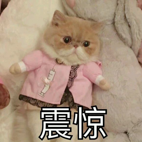 超搞笑的可爱猫咪表情包,突然露出了笑容