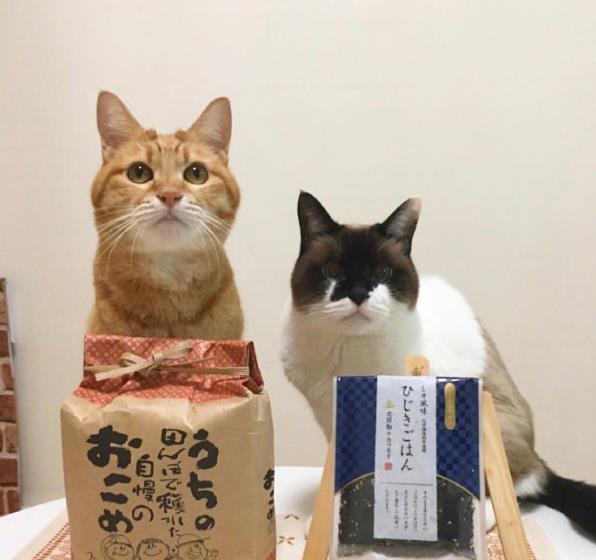 壁纸 动物 狗 狗狗 猫 猫咪 小猫 桌面 596_560