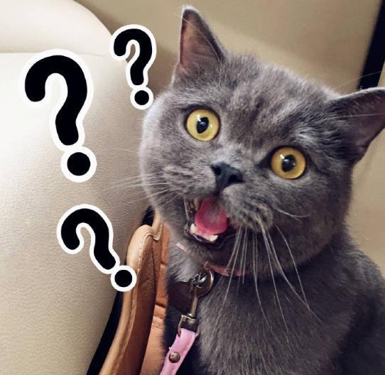 搞笑趣图:风好大,万一别的猫都被刮走就我刮不走,那就