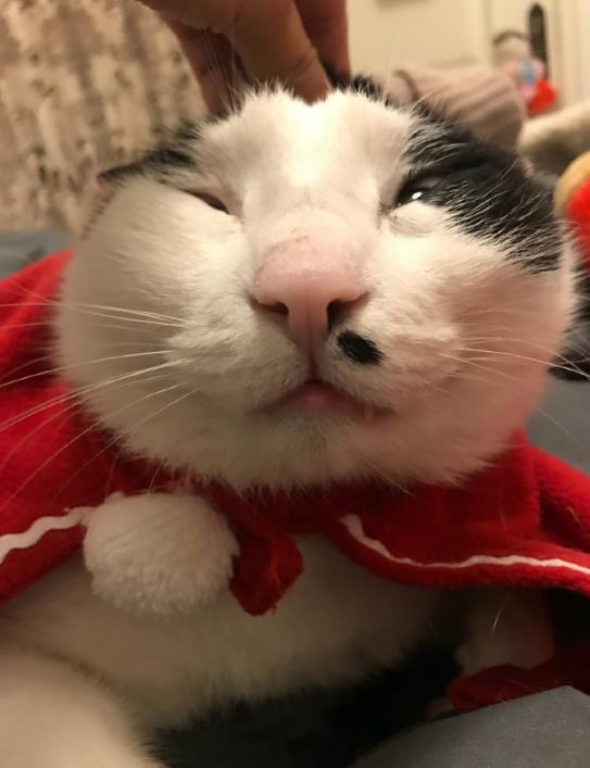 搞笑趣图:风好大,万一别的猫都被刮走就我刮不走,那就