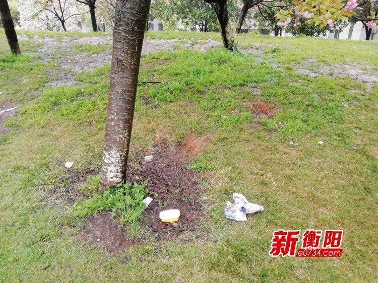 向不文明行为说"不":你攀爬樱花树拍照样子很丑