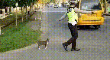 武器,功夫,交警,猫咪,gif