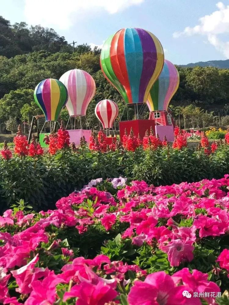 园区里还有很多其他的花 其他有趣的游玩项目 泉州鲜花港等你