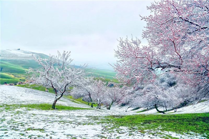 4月3日,2019年中国·那拉提杏花节将盛大开幕!门票免费送送送