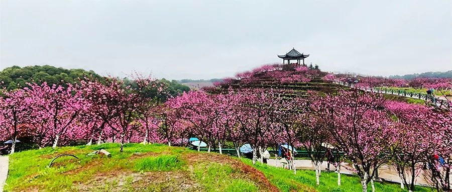 醴陵船湾镇清水湾畔景区桃花谷(本组图片 王夏良/摄)