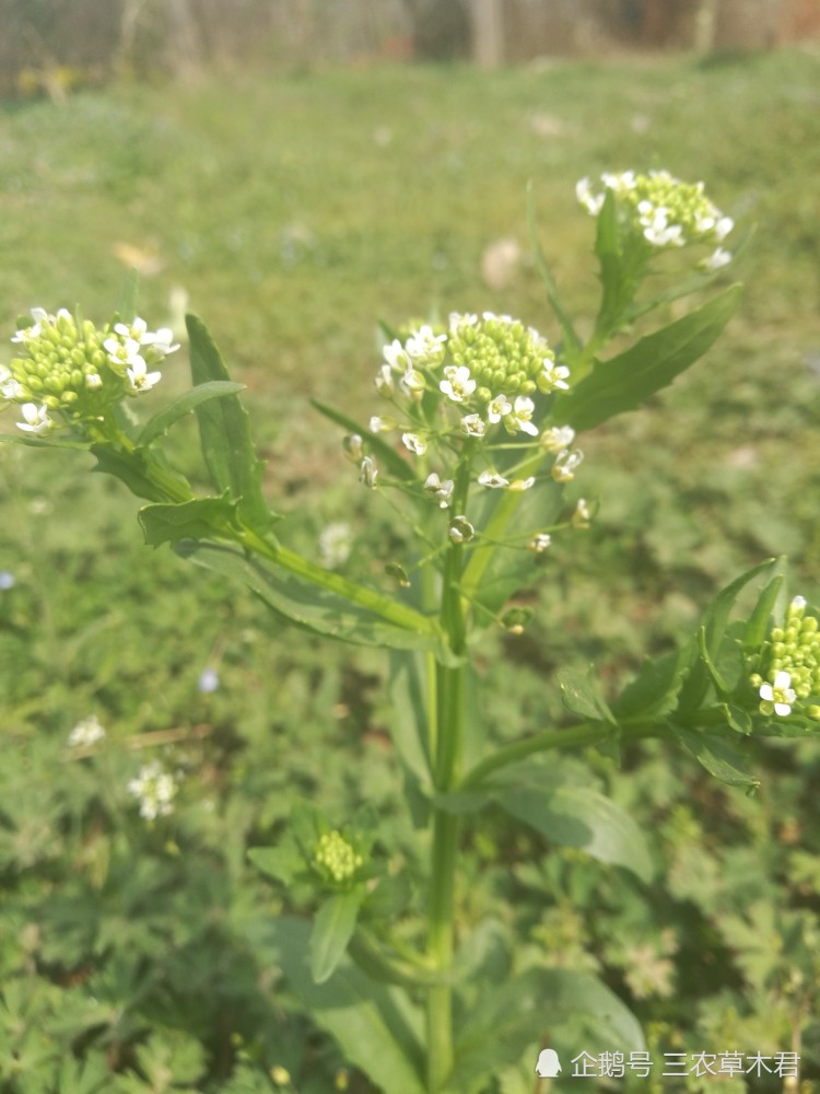 农村有植物叫菥蓂,能治阑尾炎和肾炎,见到一定不能错过