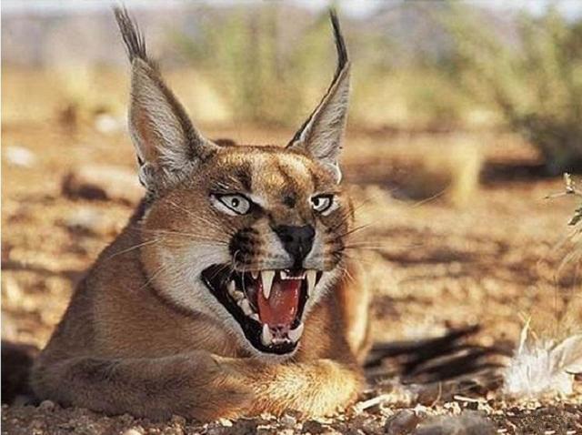 世界最凶的猫,双耳就是天线,方圆十里无鸟,连狼都不是