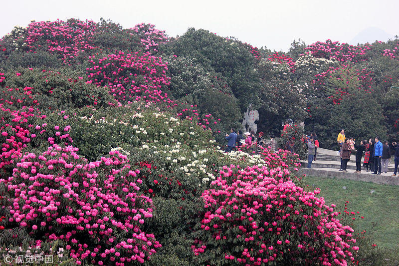 贵州毕节:百里杜鹃林带进入盛花期 游客赏花拍照