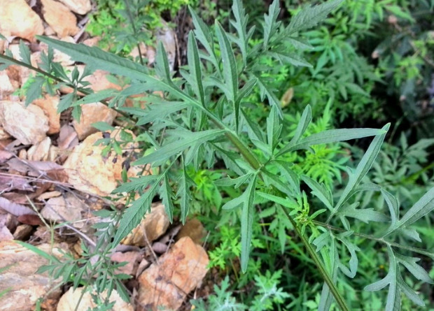 荒野维生食物之野菜系列——小花鬼针草