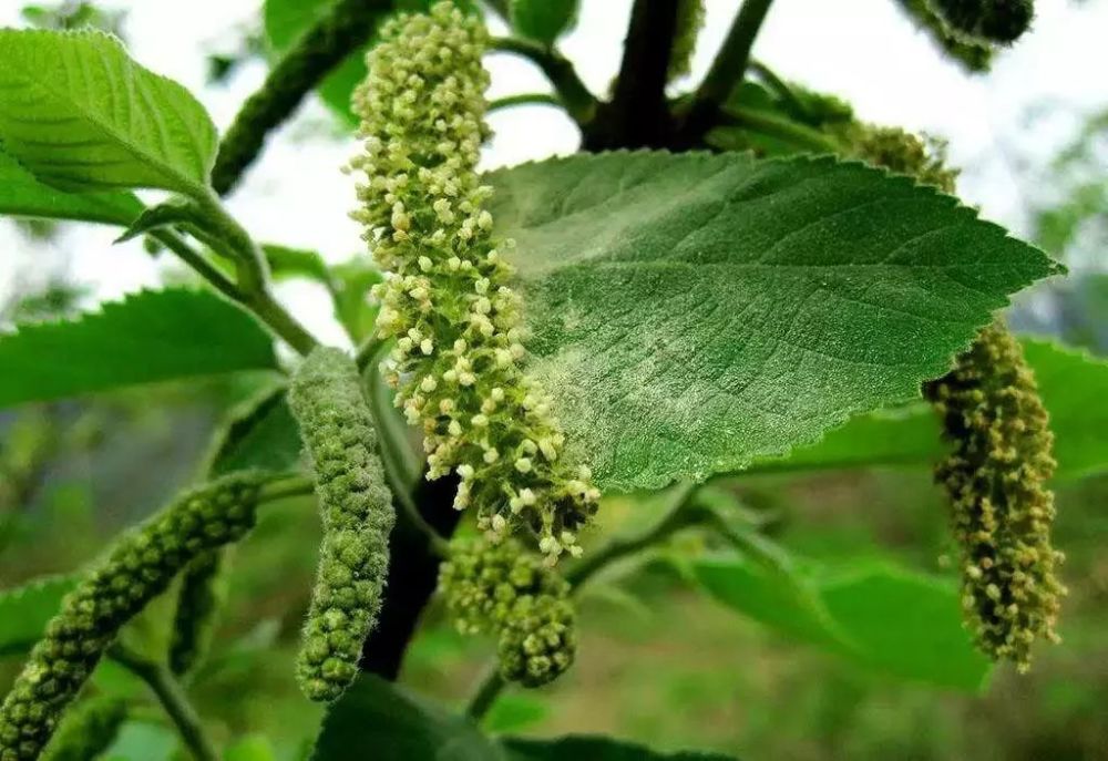 " 楮不揪" 有点像毛毛虫一样的 "楮不揪" 其实是楮树的花穗 楮树