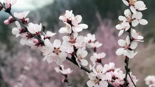 趁春光正好 趁微风不燥 出去走走 有花的季节 阳光都活泼可爱