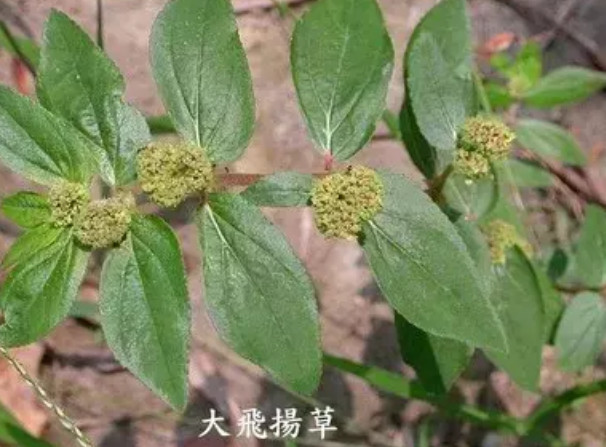 飞扬草,民用简单有效的止痒解毒草药,治疗脚臭湿疹的"