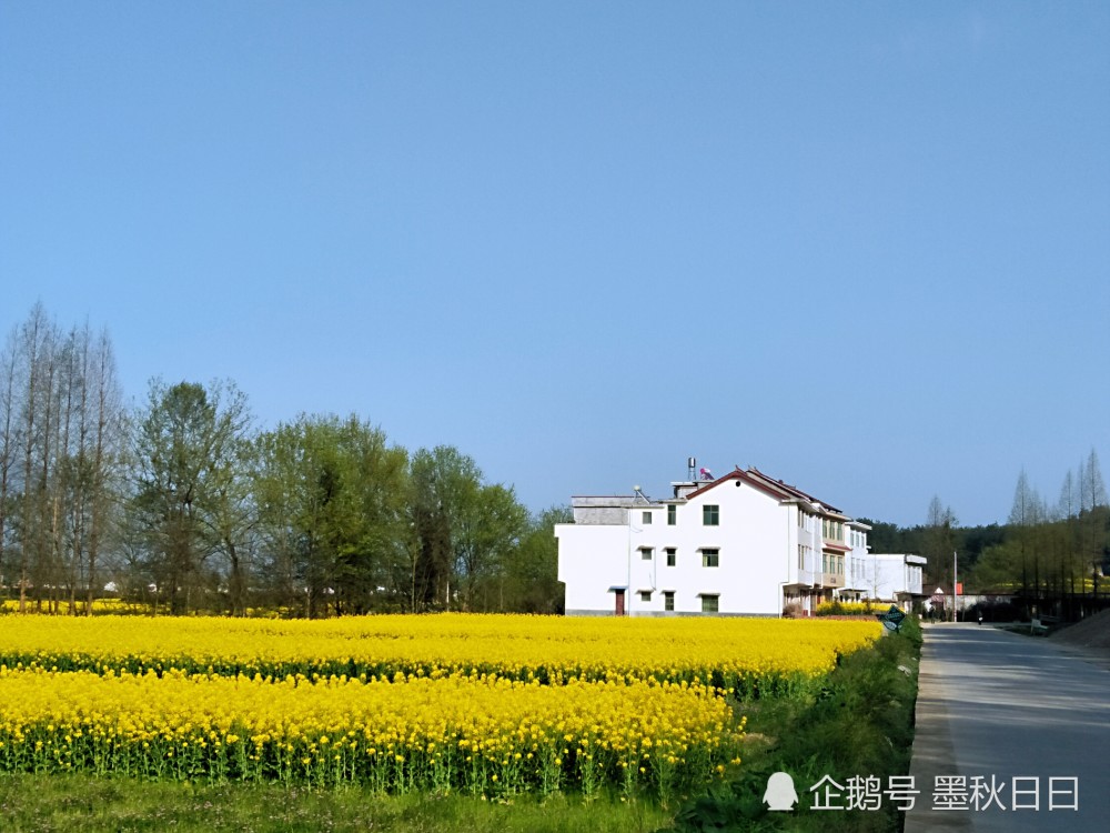 百里骑行汉中市南郑区黄官镇,一路看油菜花漫山遍野的