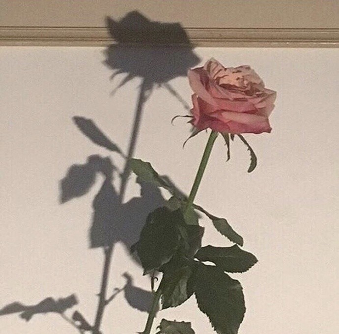 赠给夜空的玫瑰~大家每晚好梦哟~ 看见好看的背景图就是止不住的心动