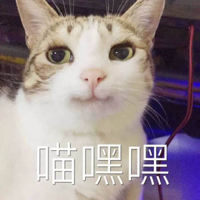 喵星人撒娇合集,萌萌哒的小奶猫,太讨喜了!