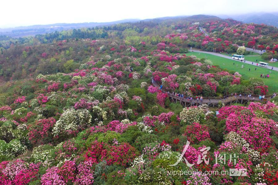 3月31日,贵州毕节百里杜鹃花相继绽放,前来赏花游客如织.