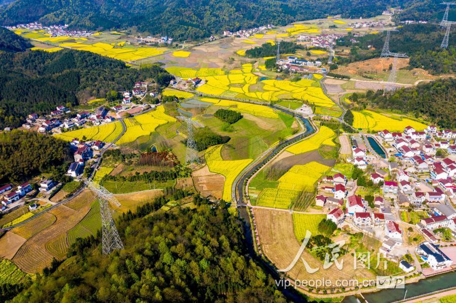 4月1日,在安徽省青阳县航拍花海中的特高压密集通道.