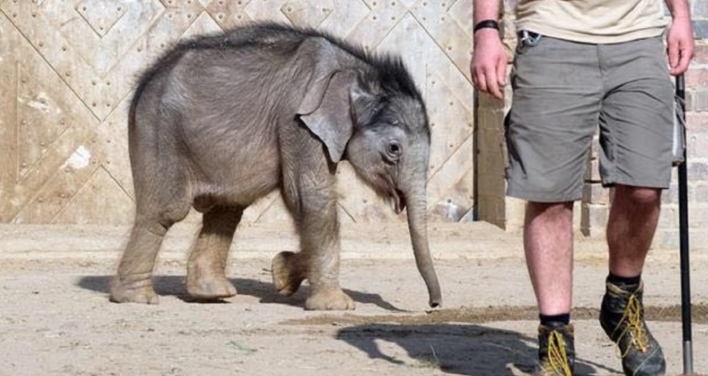 德国小象出生遭父母抛弃,差点饿死在森林中,身形显瘦令人心疼!