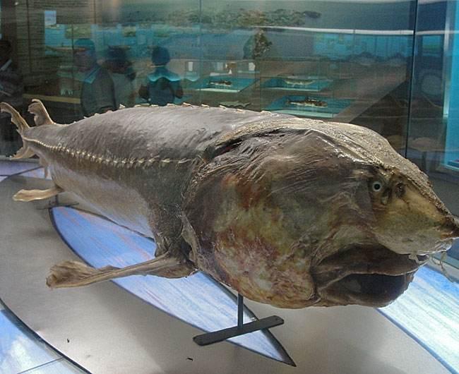 世界上最大的淡水鱼,重达1吨曾与恐龙同行,就生活在我国东北