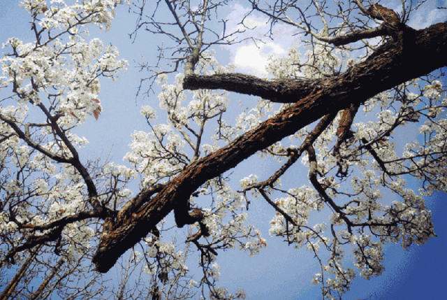 蚌埠千亩梨花开了!一大一小门票仅需19.9元!