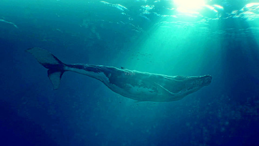鲸鱼是血肉之躯,潜入万米深海安然无恙,为啥潜艇那么容易被压扁