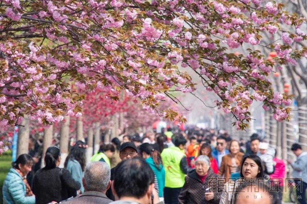 观看樱花大道全景 更让人兴奋的是 目前"鹤壁樱花大道"上的