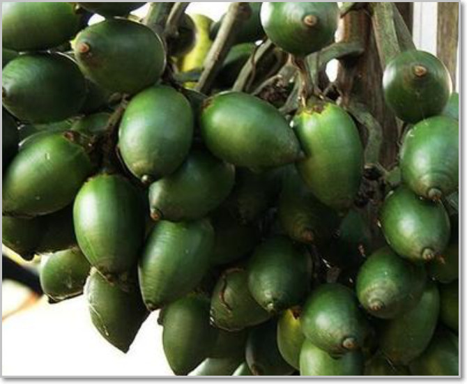 槟榔是槟榔树的果实,很多人都喜欢吃槟榔,大多数人呢吃的都是加工成