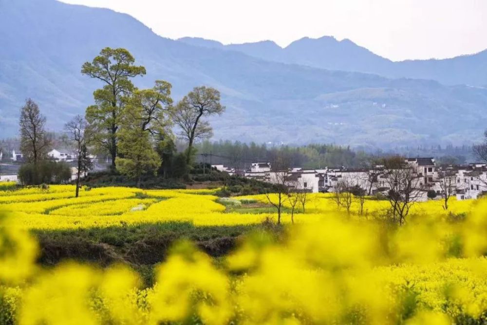 如上组图摄影丨赵杨 小编编后语 安徽黄山市黟县是"徽商"和"徽文化"