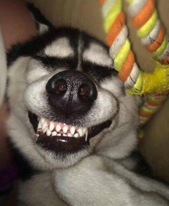 搞笑趣图:这世界上集呆萌的神奇生物除了它还有谁!