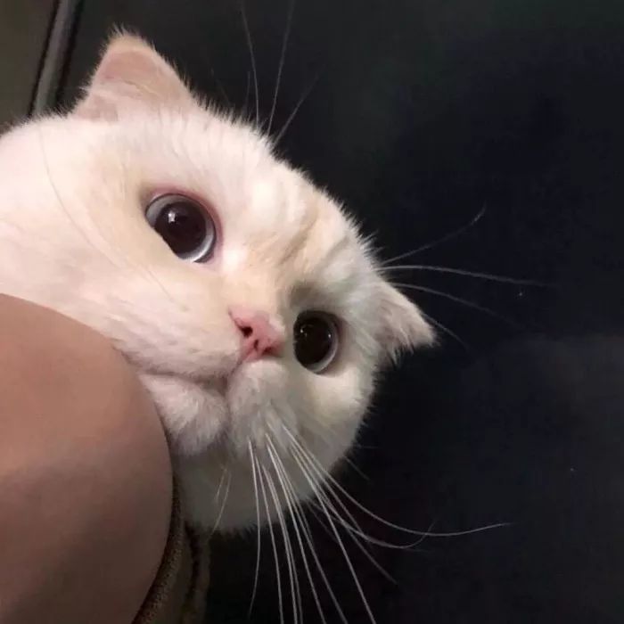 猫猫狗狗猪猪兔兔真可爱
