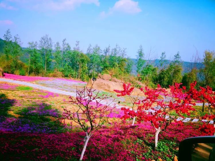 石灶乡石人寨芝樱花海花正艳