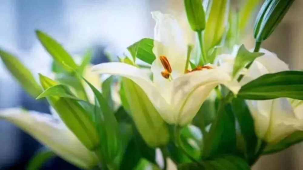 王世梅朗诵《百合花开》