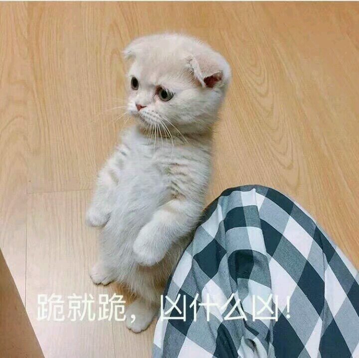 可爱小猫表情包,超逗,我再也不和你天下第一最最好了