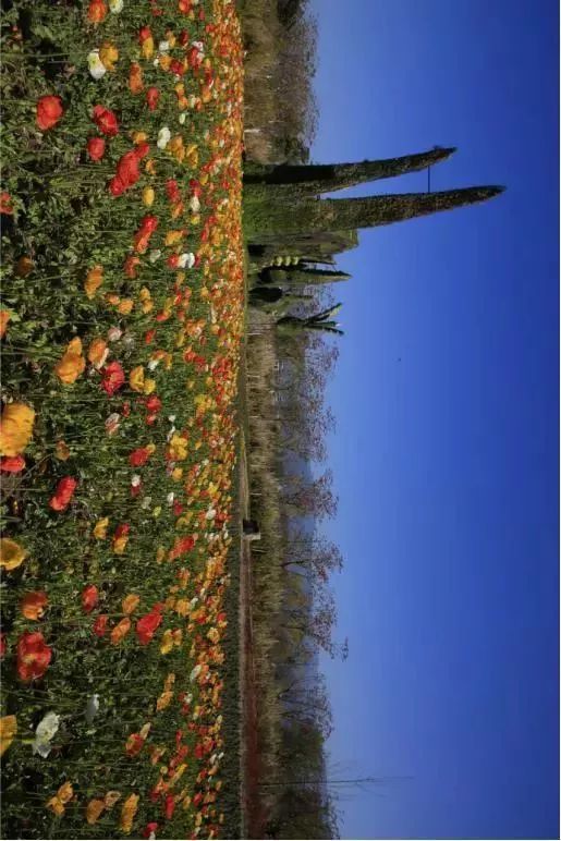 西昌,邛海,安哈镇,湿地,樱花谷