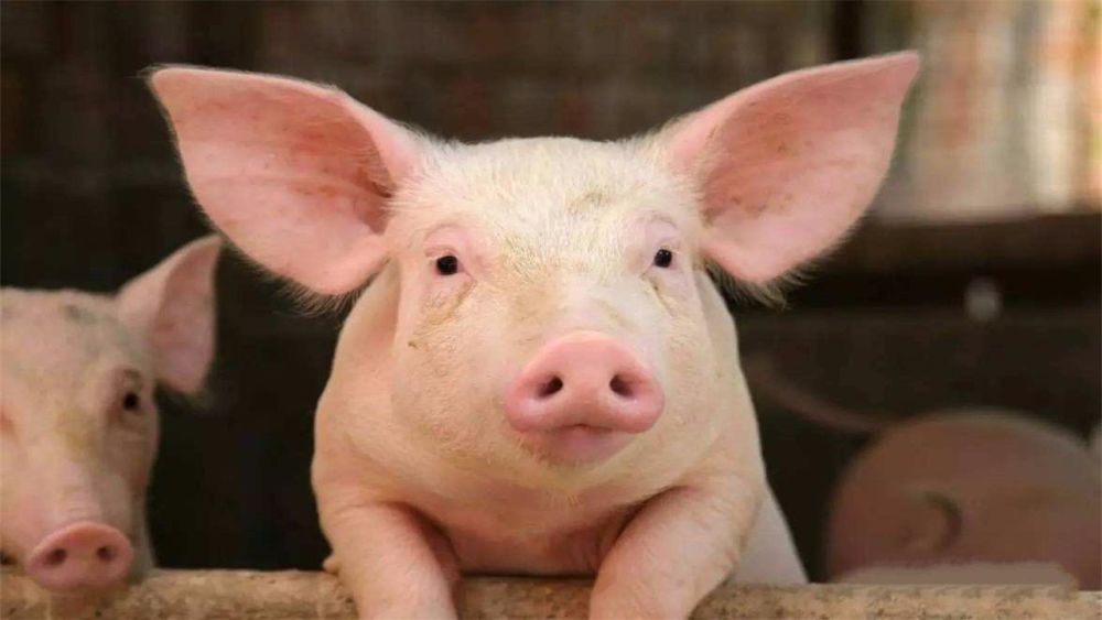 日本人养了17头半人半猪,体内长着人的器官,用途让人不敢相信