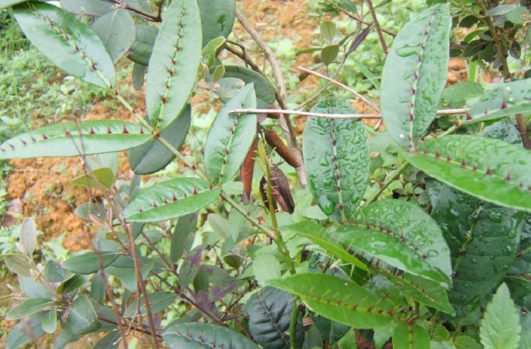 两面针,叶子,藤本植物,植物,药材