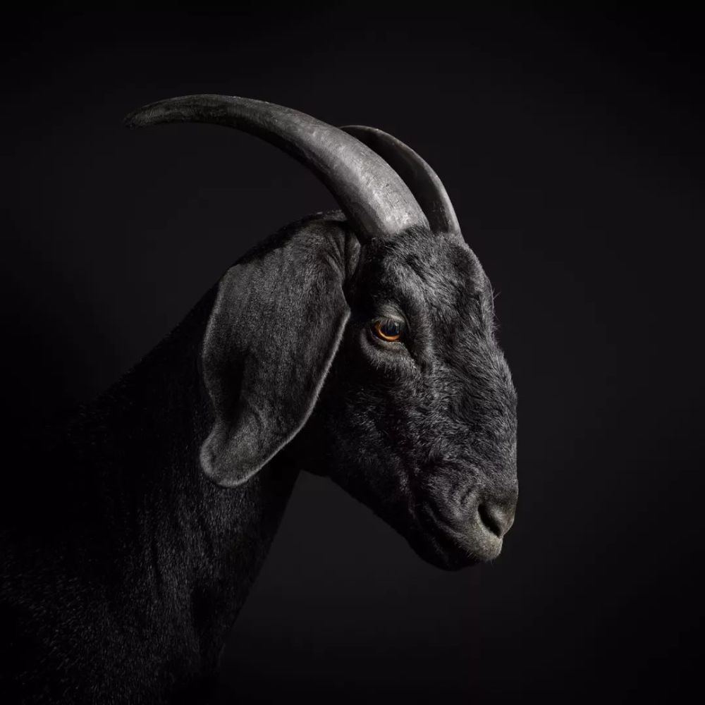 黑羊 black goat