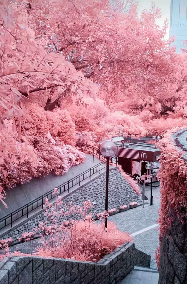 "樱花"背景图:今天是个好天气,不知道会不会有个对象掉下来?