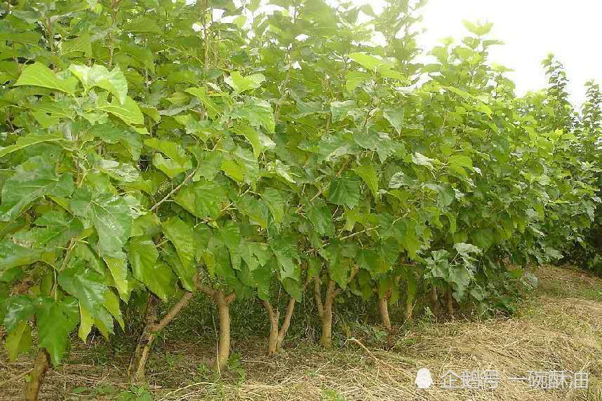 桑树是桑科,桑属落叶乔木或灌木,高可 115米.