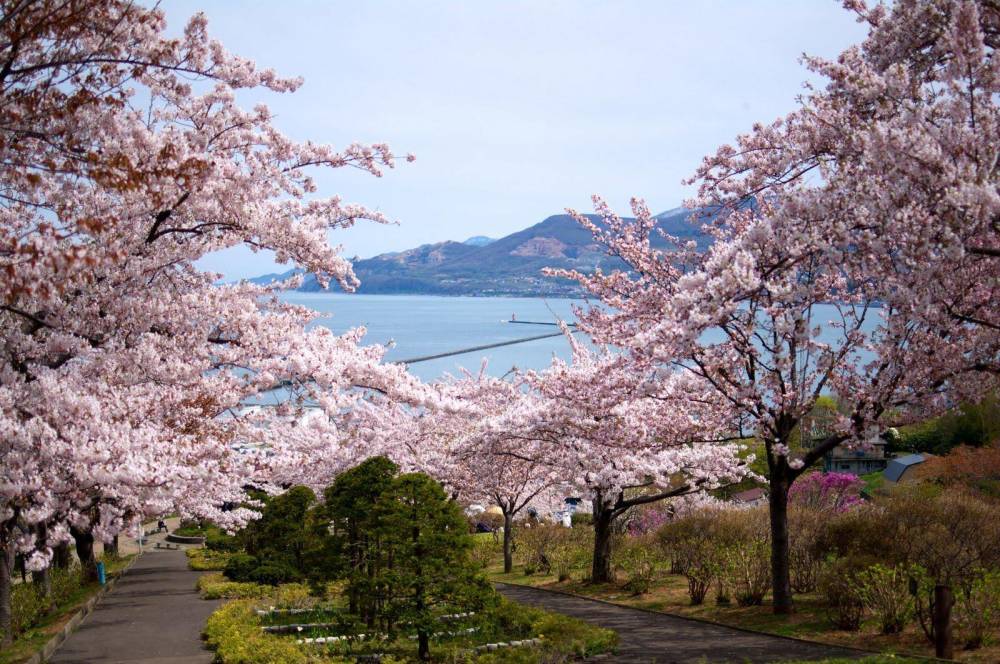 北海道,日本,函馆,小樽,樱花