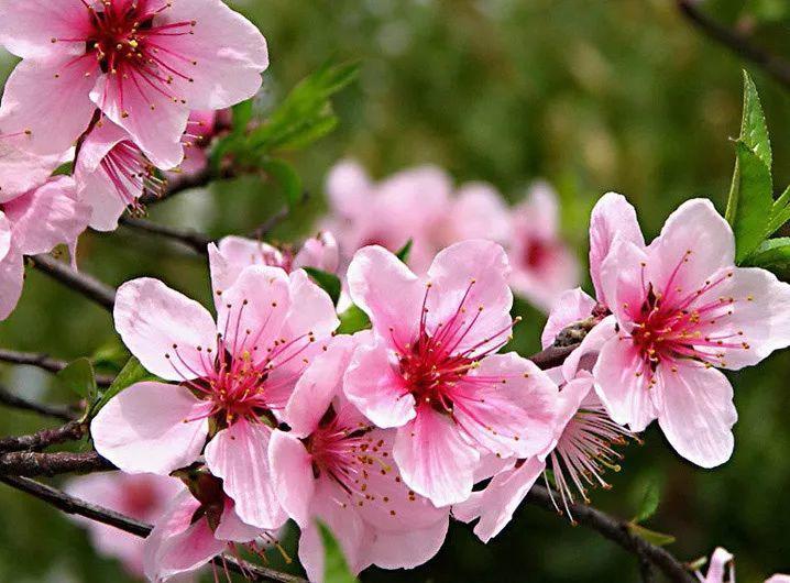 桃花 桃花也是单朵开放的,贴在枝条上,几乎没有花梗,花蕊颜色很红