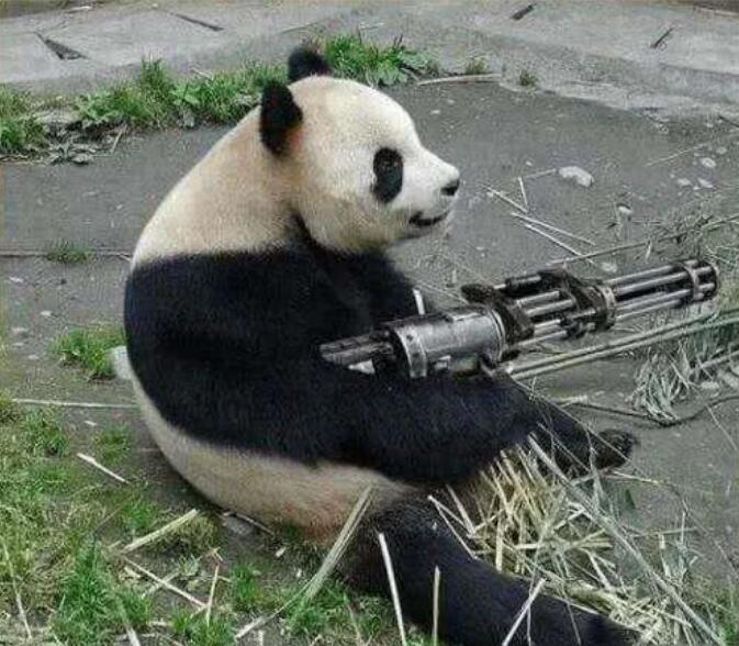 大熊猫战斗力堪比老虎,为什么还会濒危?得知真相众人笑喷!