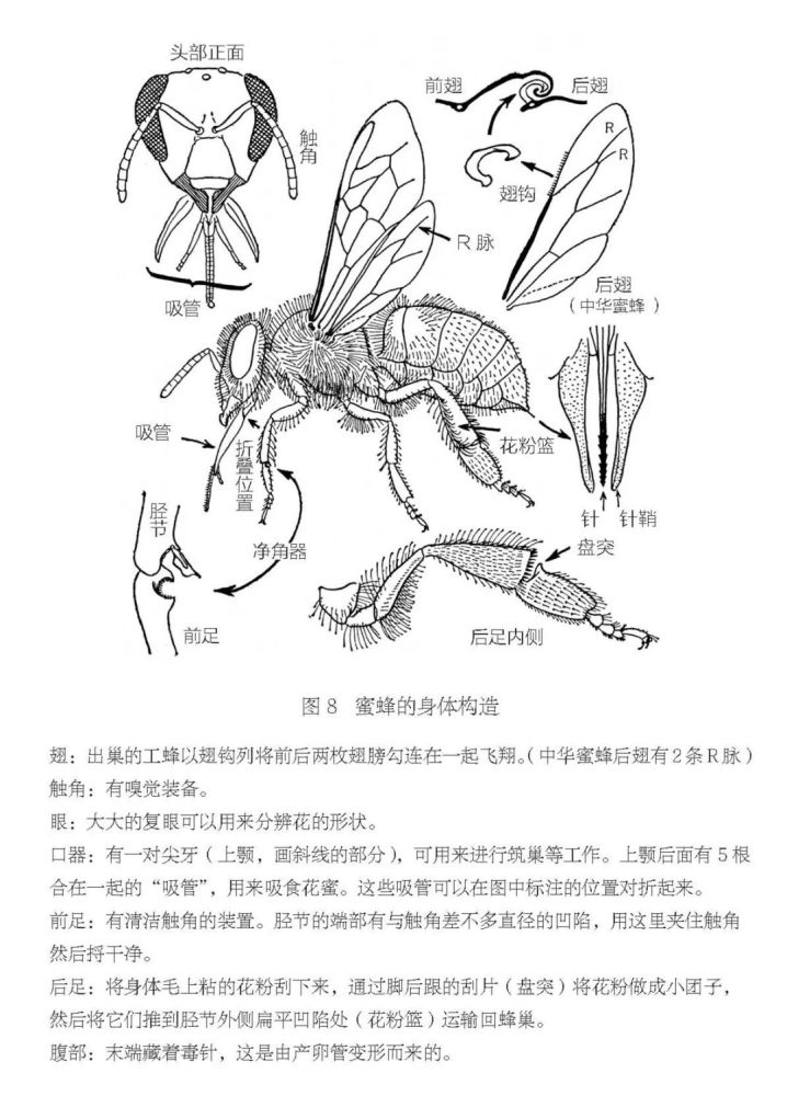 蜜蜂,标本,昆虫