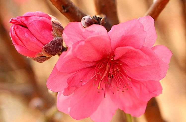 最美世界"十大名花",百花"争艳",各领风骚,你最喜欢哪