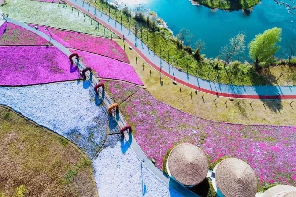 樱花,旧州,贵阳,景区,安顺,贵州