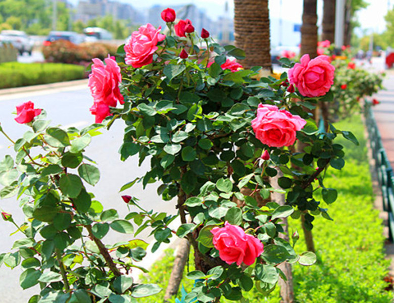 春末,昆明街头欣赏月季花正当时